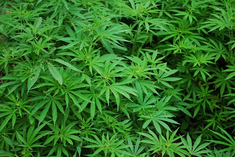 Cannabis : Un seul joint suffit pour affecter la conduite pendant 13 heures 1 Cannabis : Un seul joint suffit pour affecter la conduite pendant 13 heures 1