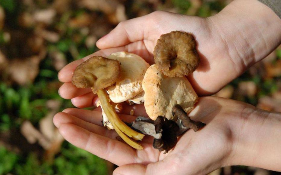 Pourquoi manger des champignons est bon pour la santé 1 Pourquoi manger des champignons est bon pour la santé 1